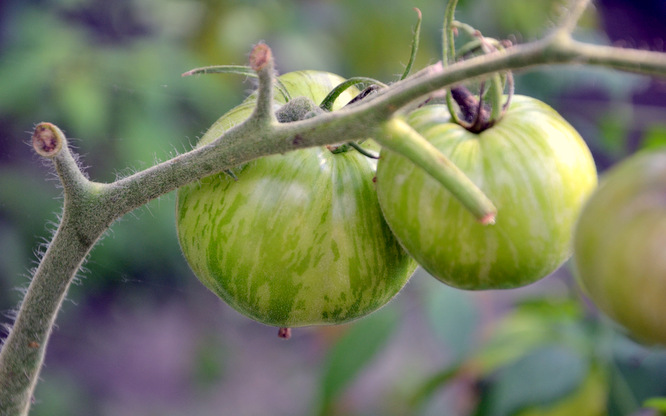 Klapprad & Yogamatte, Radtour, Hessen, Mörfelden, Tomaten, Garten