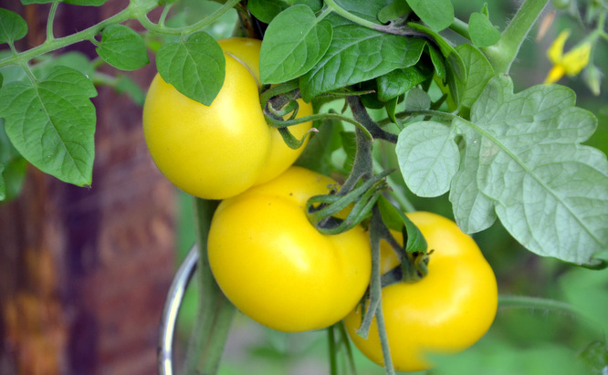 Klapprad & Yogamatte, Radtour, Hessen, Mörfelden, Tomaten, Garten