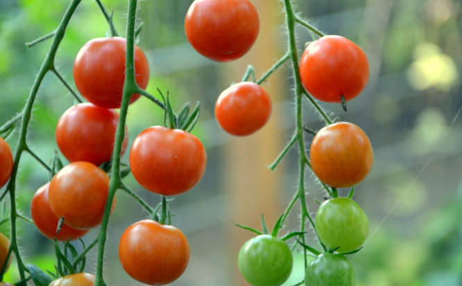 Klapprad & Yogamatte, Radtour, Hessen, Mörfelden, Tomaten, Garten
